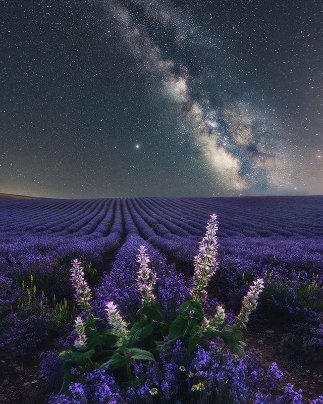 Puzzle 1000 Pezzi - Lavanda Furano, Hokkaido - 50x75 Cm - Epoch