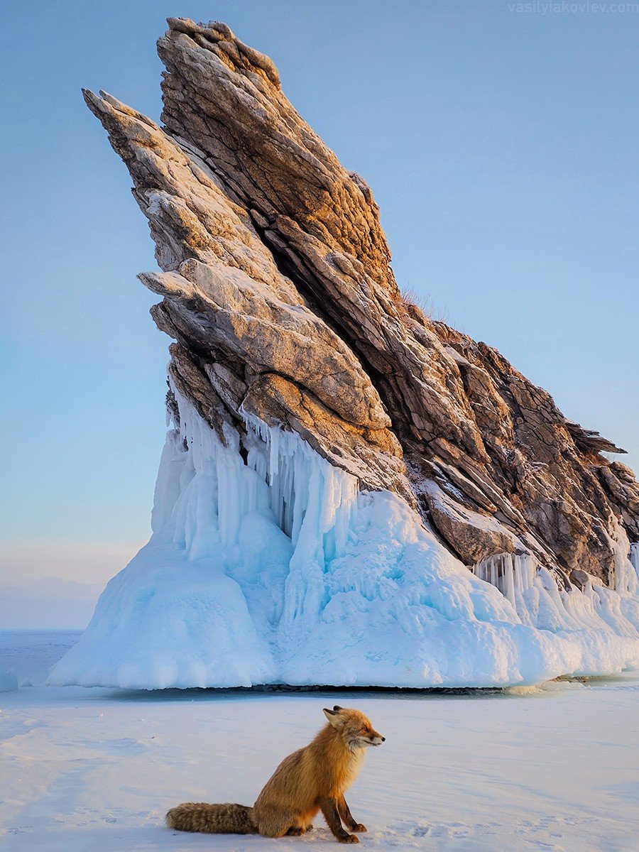 Fox And Rocks Puzzle | 35 piezas | The Fox and the Rock | Jigidi