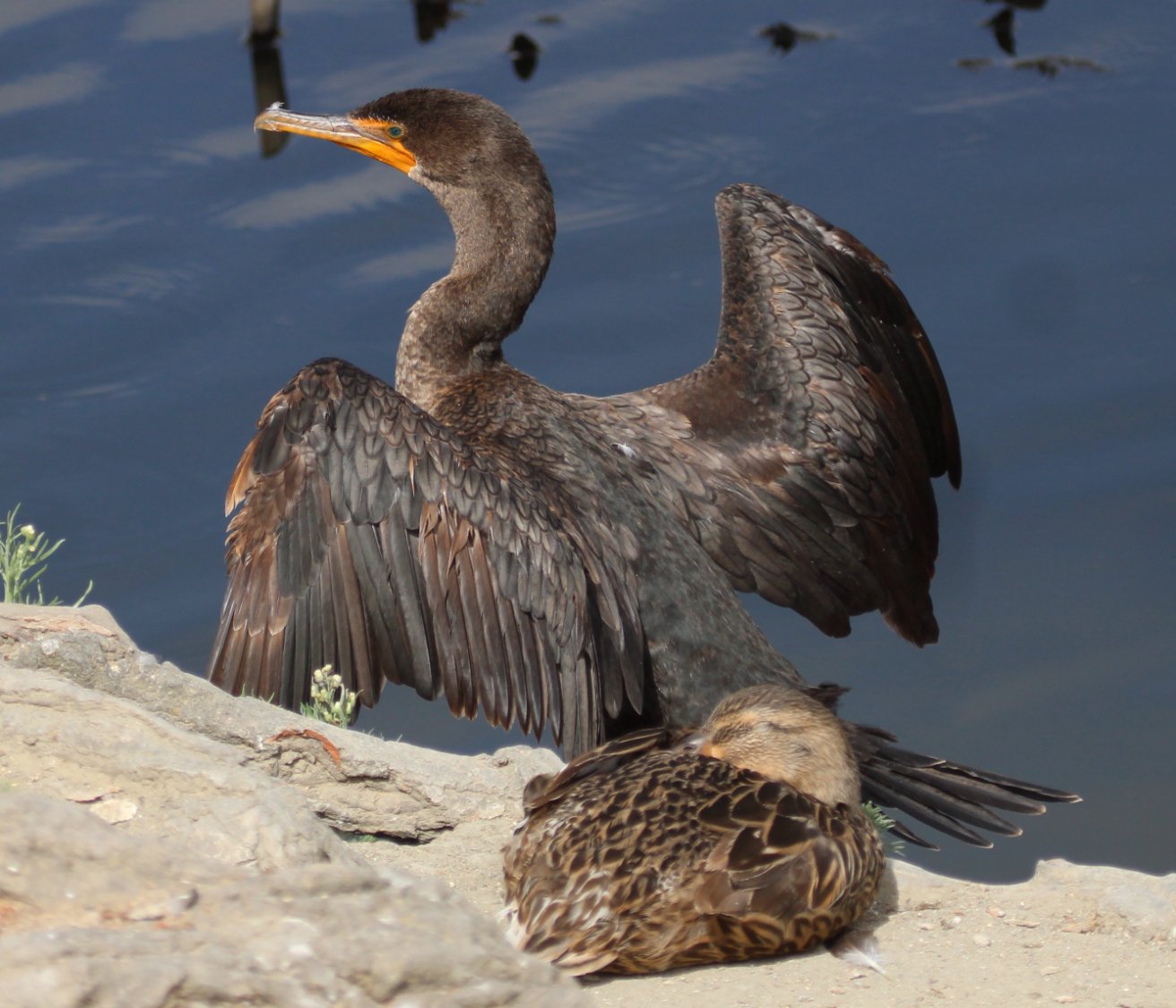 Solve Doublecrested Cormorant Juvenile and Napping Mallard, Buena