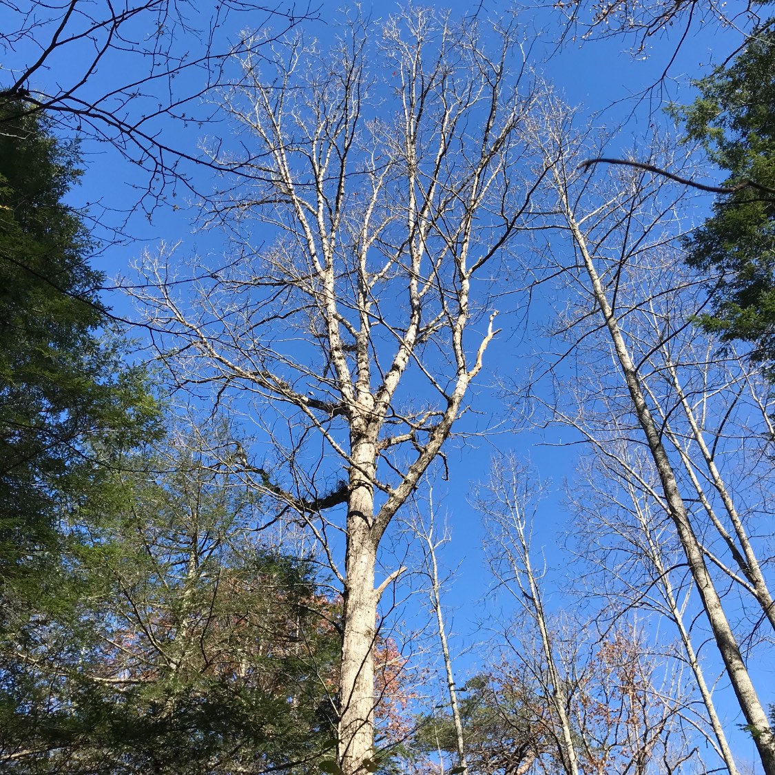 Solve Ravine series. 11192020 2 jigsaw puzzle online with 49 pieces