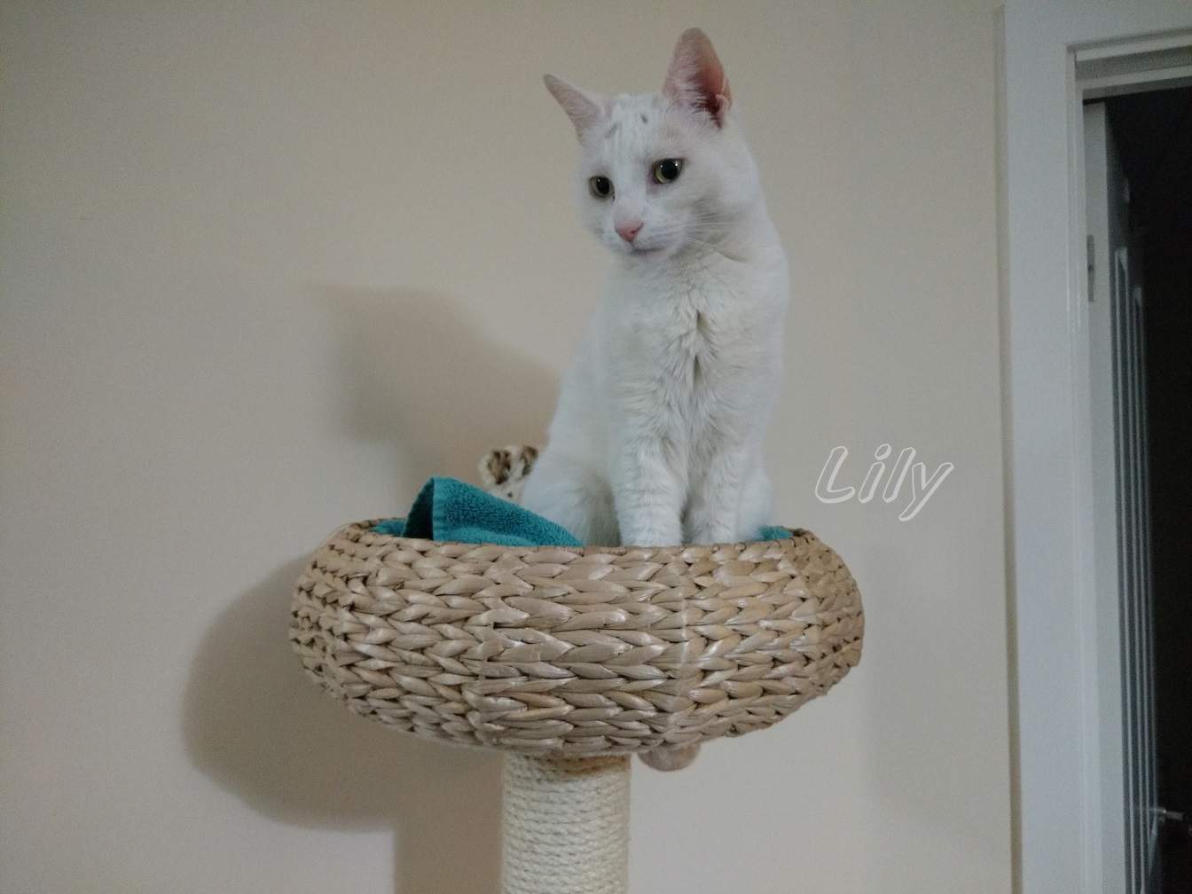 Solve Lily 0023 On top of the cat tree jigsaw puzzle online with 99