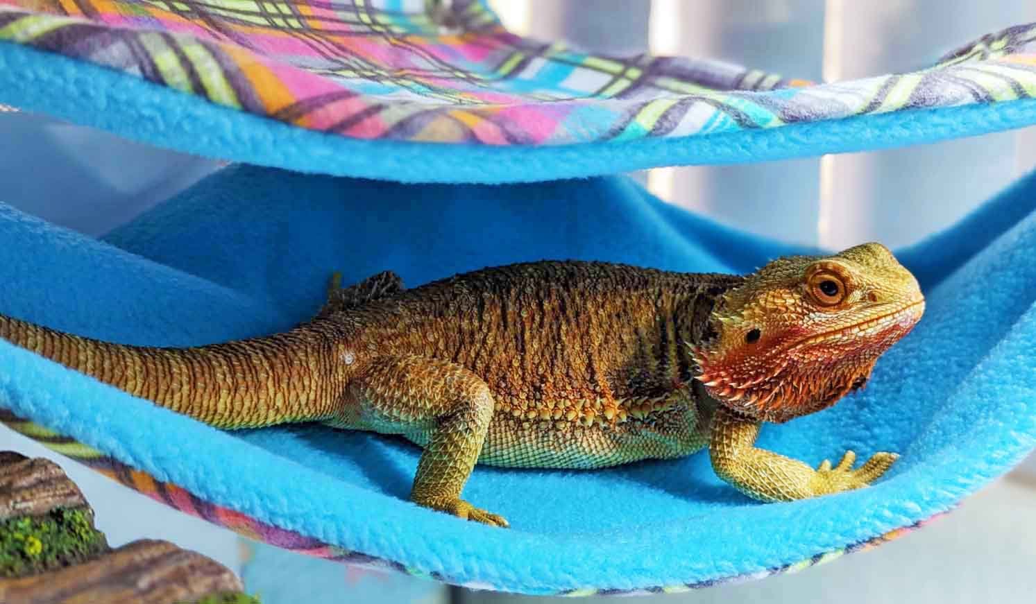 Solve Lizzie and her new hammock 8-30-2023 jigsaw puzzle online with ...