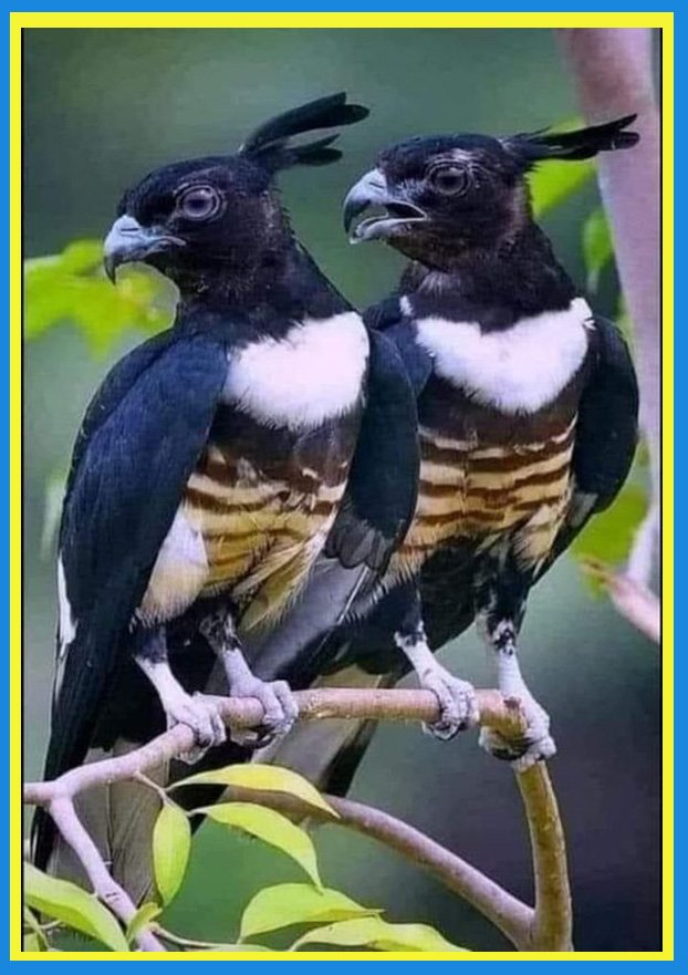 Solve black baza (captions jigsaw puzzle online with 88 pieces