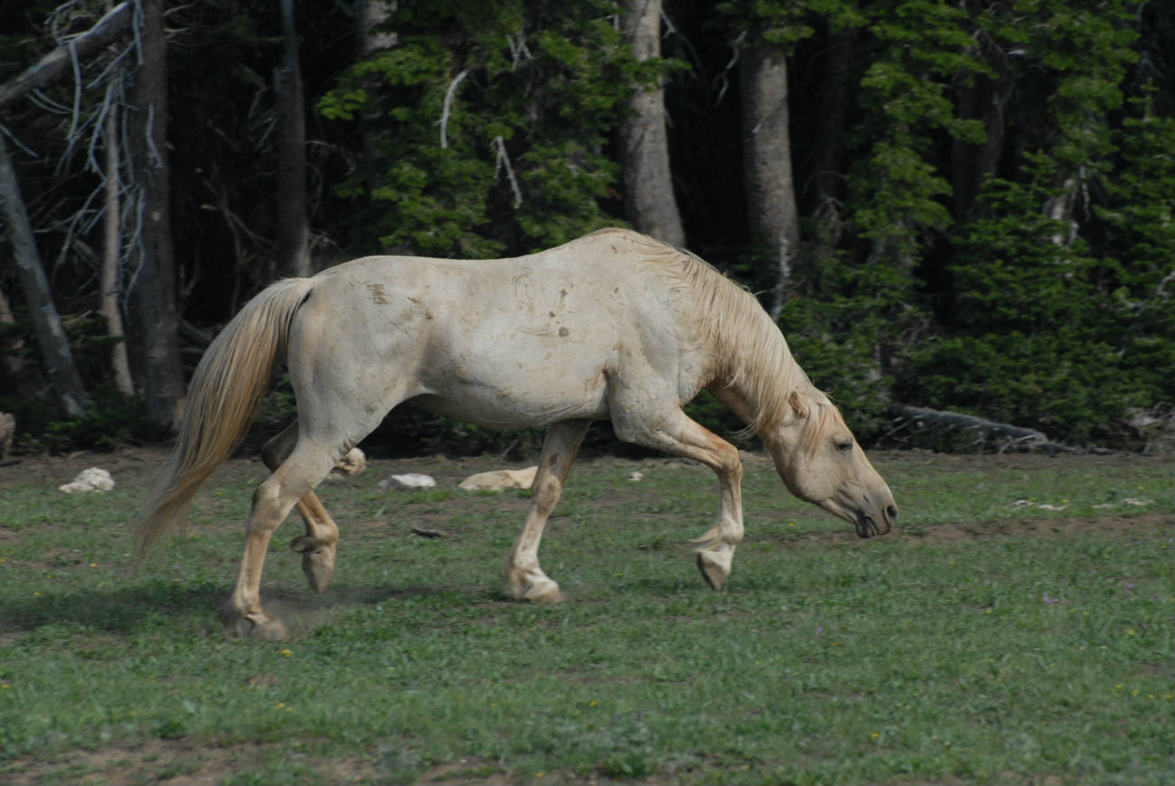 Solve CLOUD "SNAKING" TO GET HIS MARES BACK IN LINE jigsaw puzzle