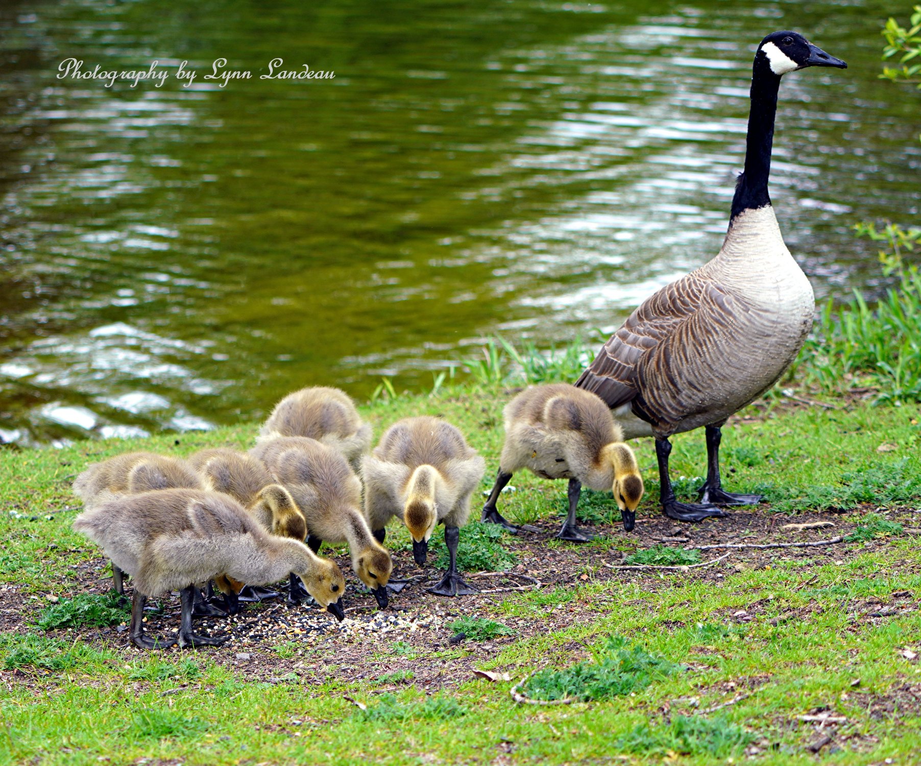 Solve Canada Goose and Goslings #2 jigsaw puzzle online with 252 pieces