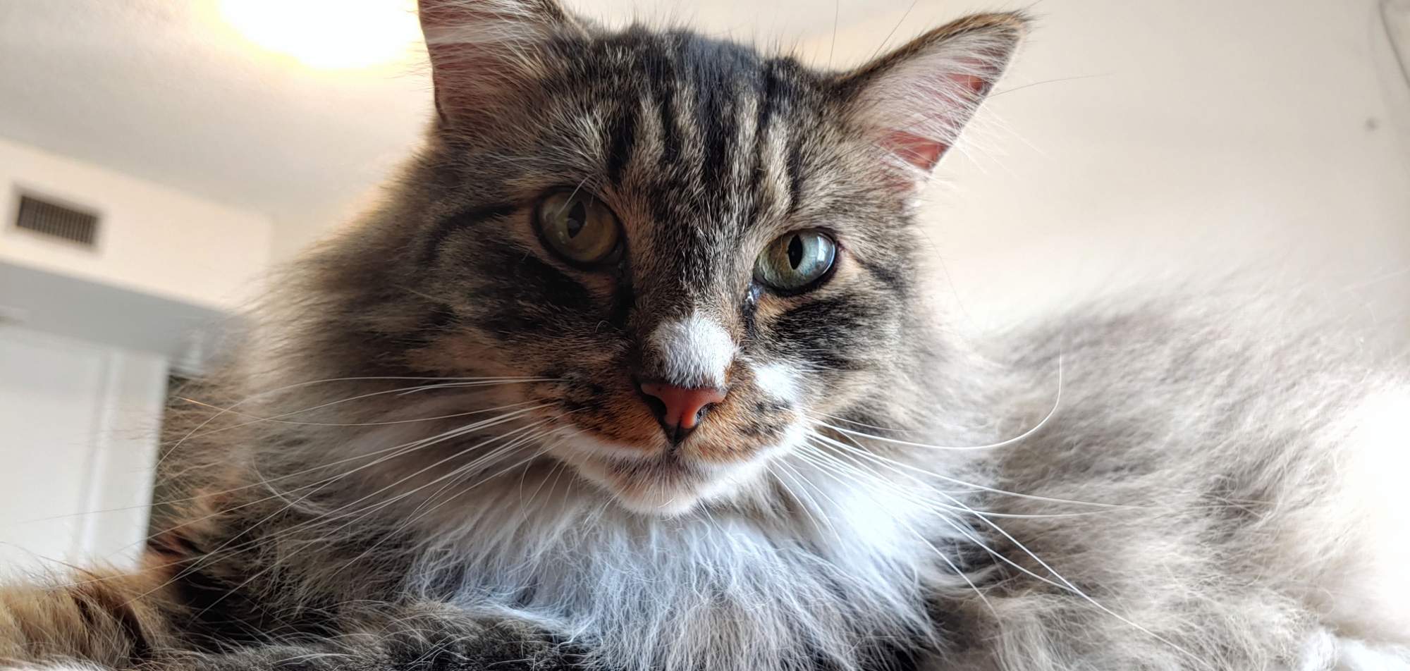 Solve Poe jigsaw puzzle online with 561 pieces