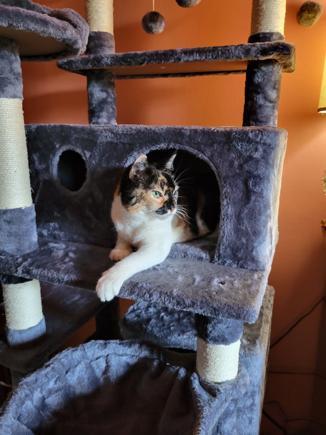 Solve Tink enjoying the new cat tree jigsaw puzzle online with 130 pieces