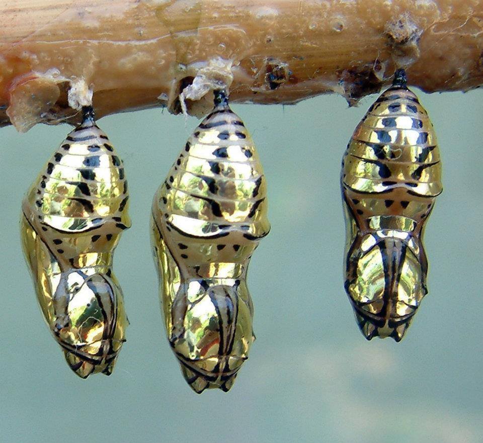Solve Cocoon of the Metallic Mechanitis Butterfly Chrysalis from Costa