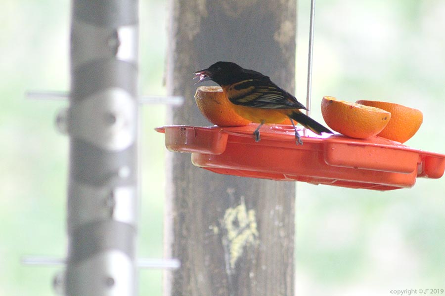 Puzzle 35 pièces Baltimore Oriole and grape jelly Jigidi