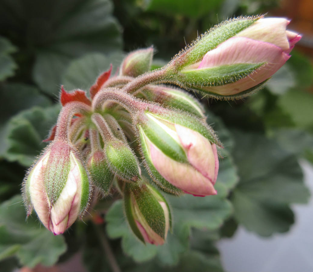 Solve Geranium buds jigsaw puzzle online with 42 pieces