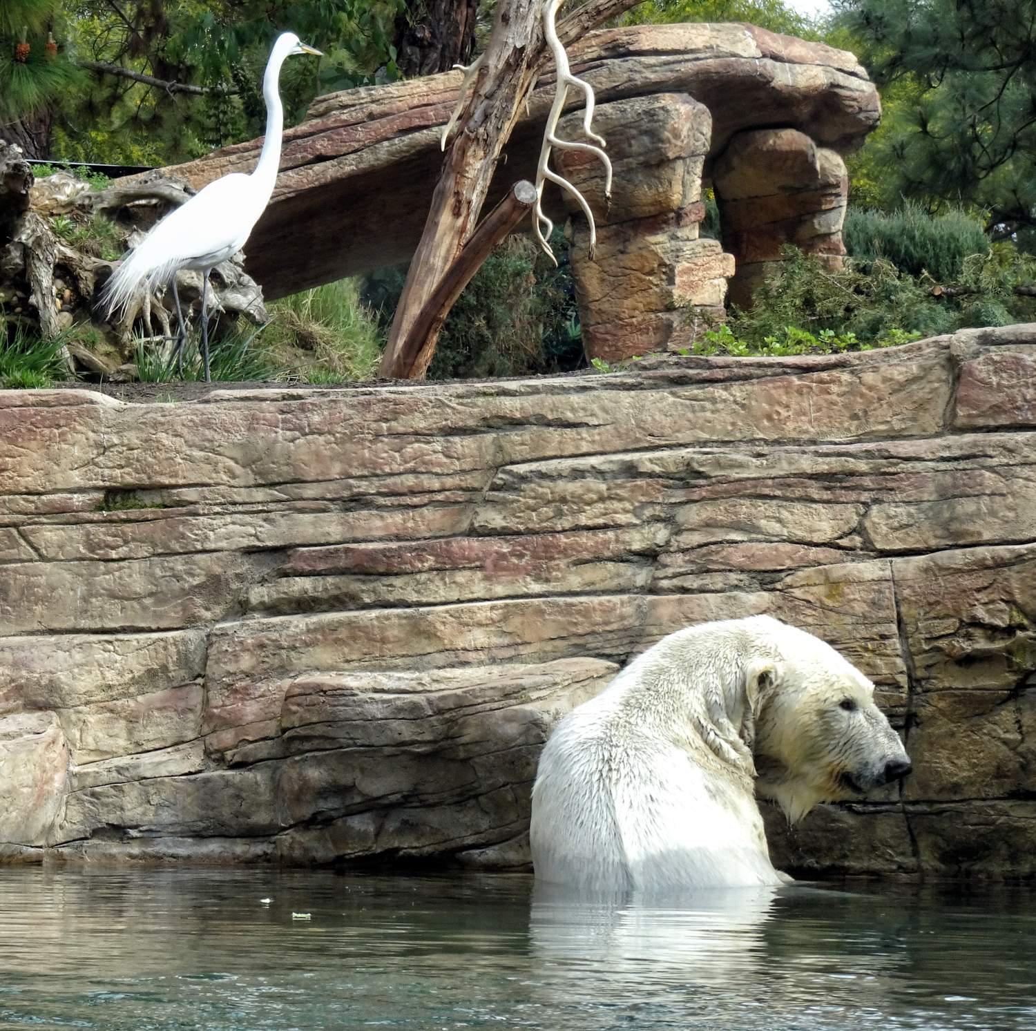 Solve San Diego Zoo- Polar Bear & Egret jigsaw puzzle online with 144