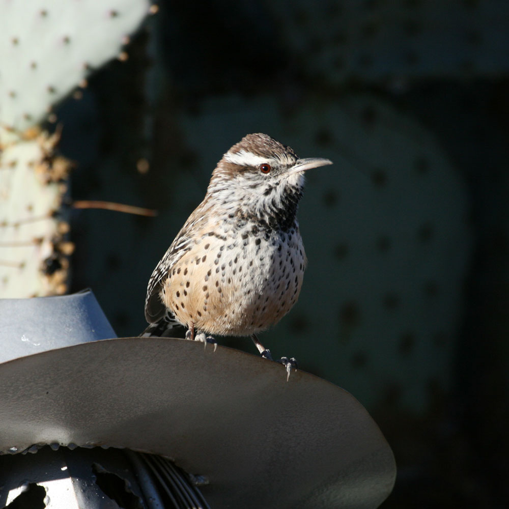 Solve Cactus Wren, Green Valley, Arizona jigsaw puzzle online with 100 ...