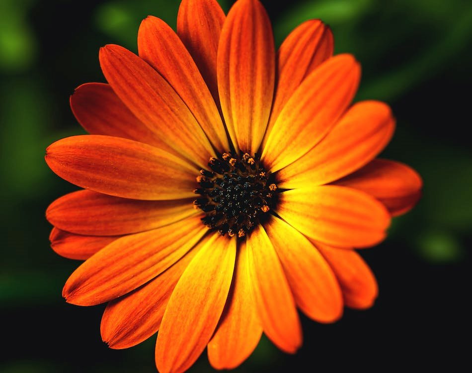 Solve 2 Orange Spanish Marguerite. jigsaw puzzle online with 42 pieces