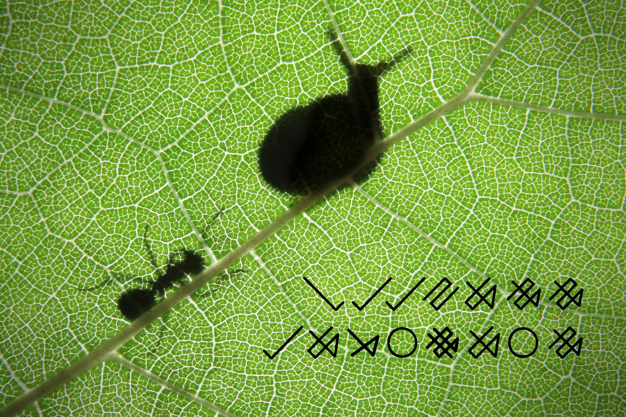 Solve Bug's jigsaw puzzle online with 368 pieces