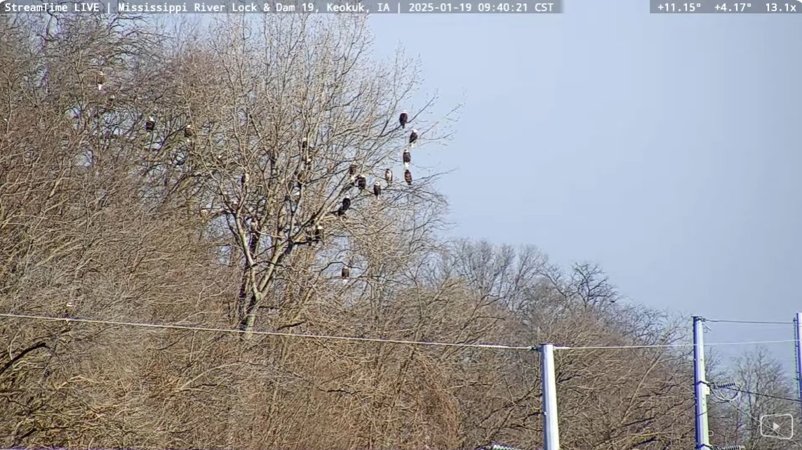 Jigsaw Puzzle | 45 pieces | Bald Eagle Appreciation Days in Keokuk