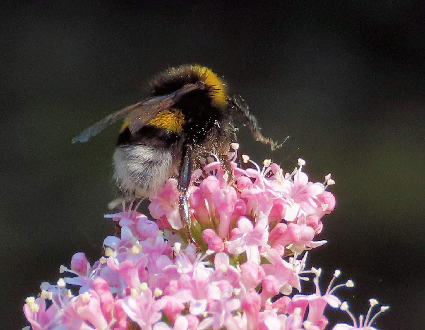Solve northern white-tailed bumblebee (grote aardhommel) jigsaw puzzle