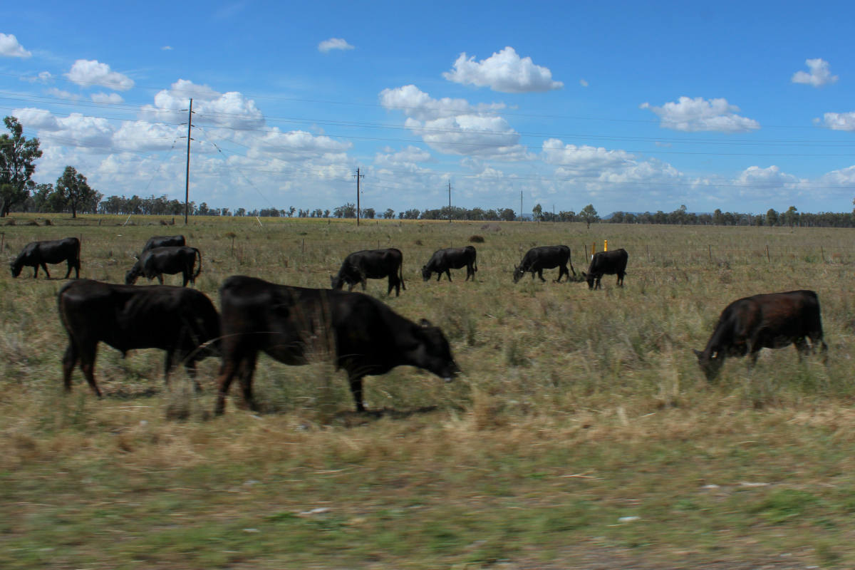 Solve Cattle feeding in the 'Long Paddock' jigsaw puzzle online with 77