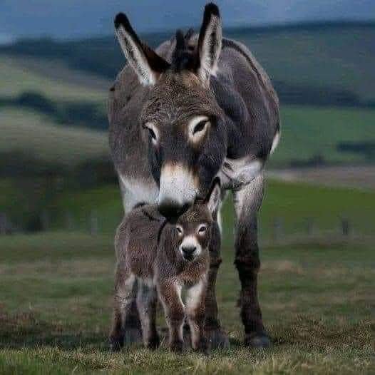 Solve Donkeys jigsaw puzzle online with 16 pieces