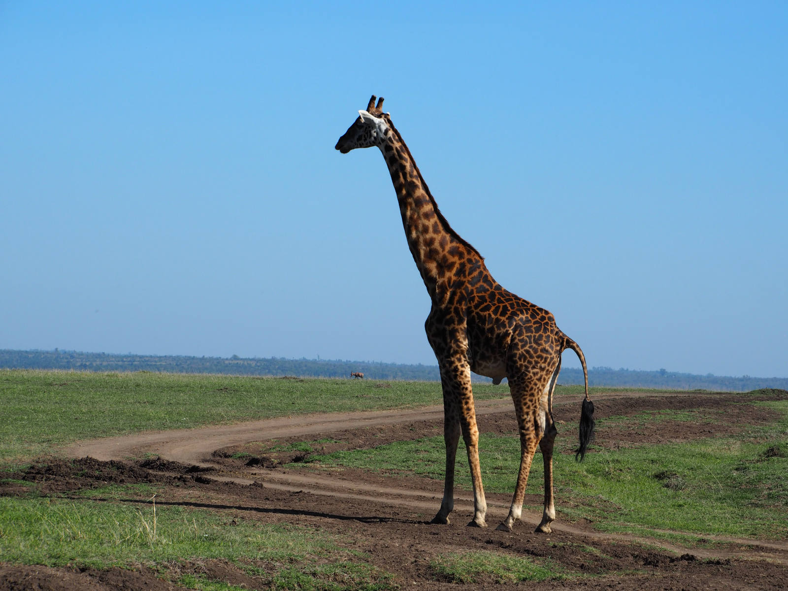 Solve Giraffe in Kenya jigsaw puzzle online with 192 pieces