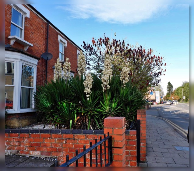 Solve Yucca showing off... jigsaw puzzle online with 9 pieces