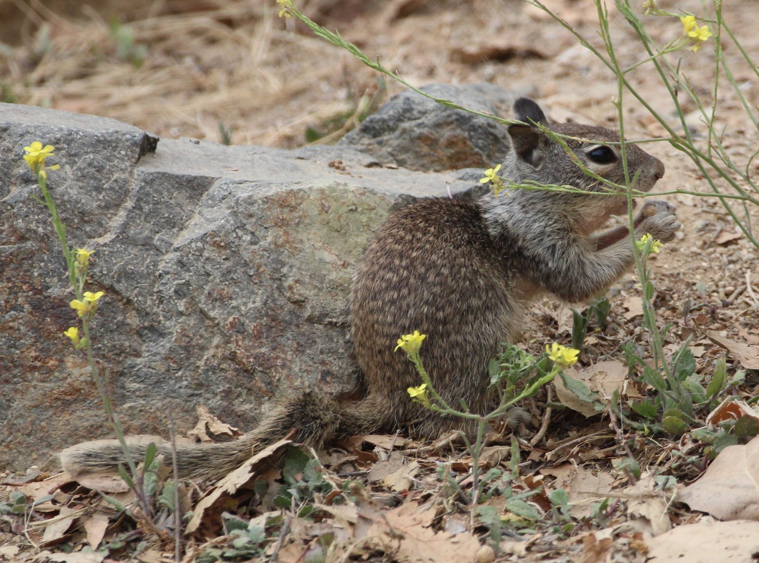 Solve California Ground Squirrel, Discovery Lake, San Marcos ...