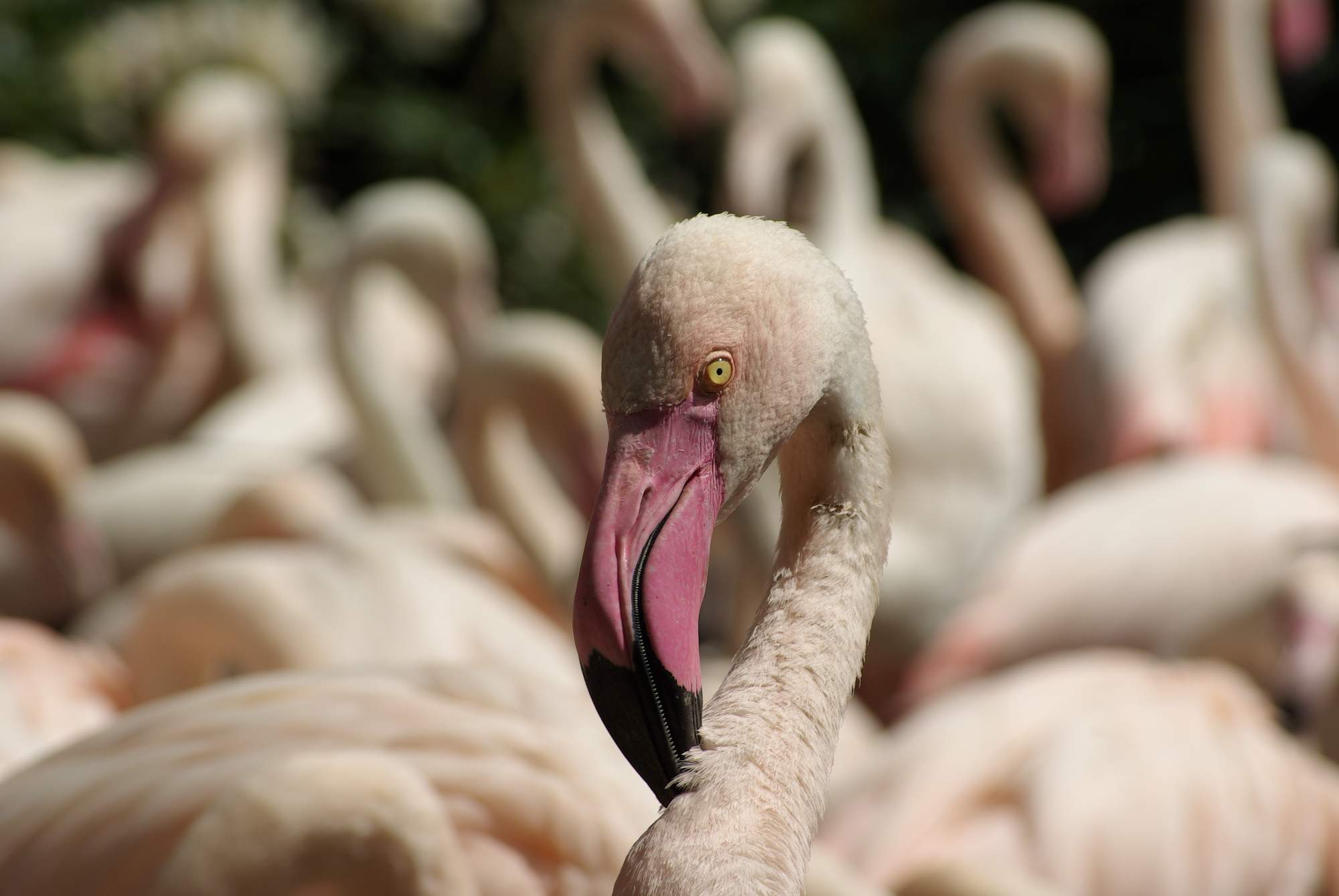 Solve VPR-Flamingo jigsaw puzzle online with 468 pieces