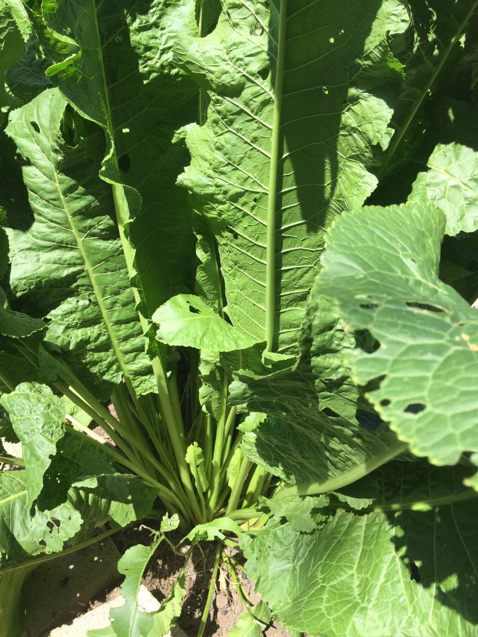 Solve Horseradish jigsaw puzzle online with 70 pieces