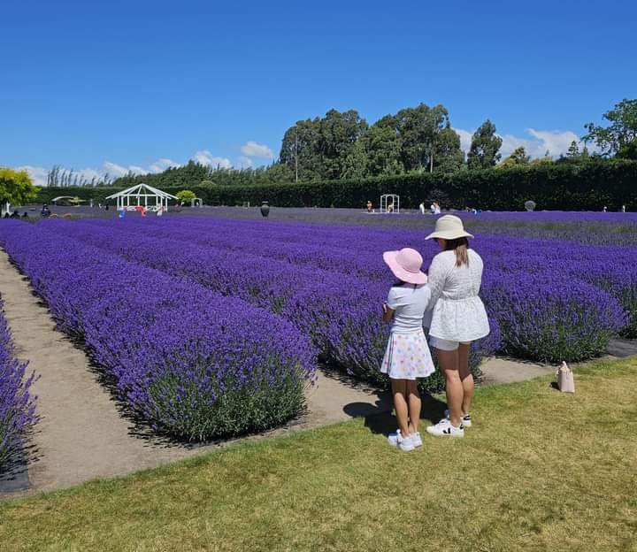 Solve Lavender fields near Christchurch jigsaw puzzle online with 20 pieces