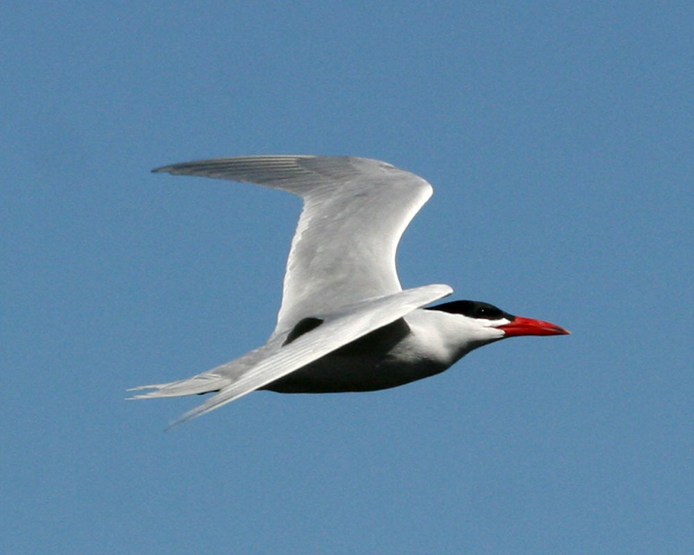 Solve Caspian Tern Lake Hodges San Diego California jigsaw puzzle Solve Caspian Tern Lake Hodges San Diego California jigsaw puzzle