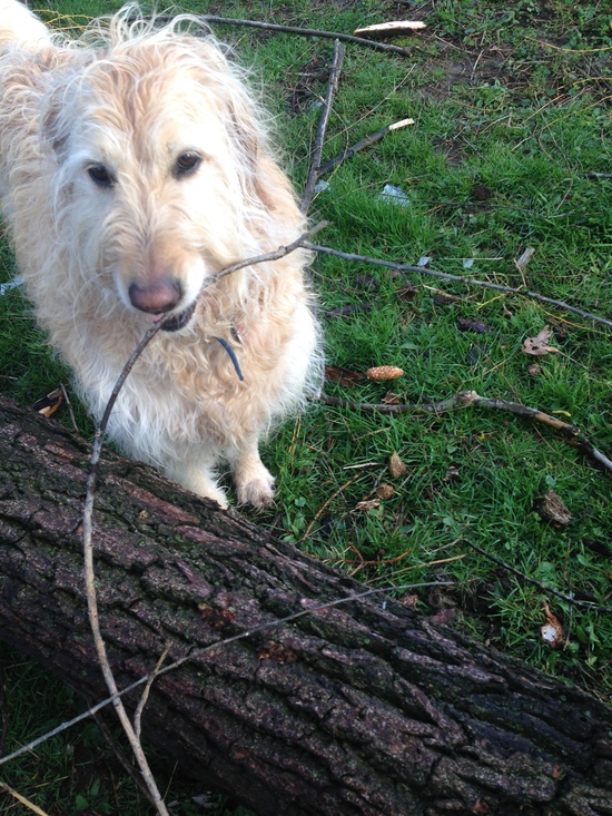 Solve Come share our sticks jigsaw puzzle online with 12 pieces