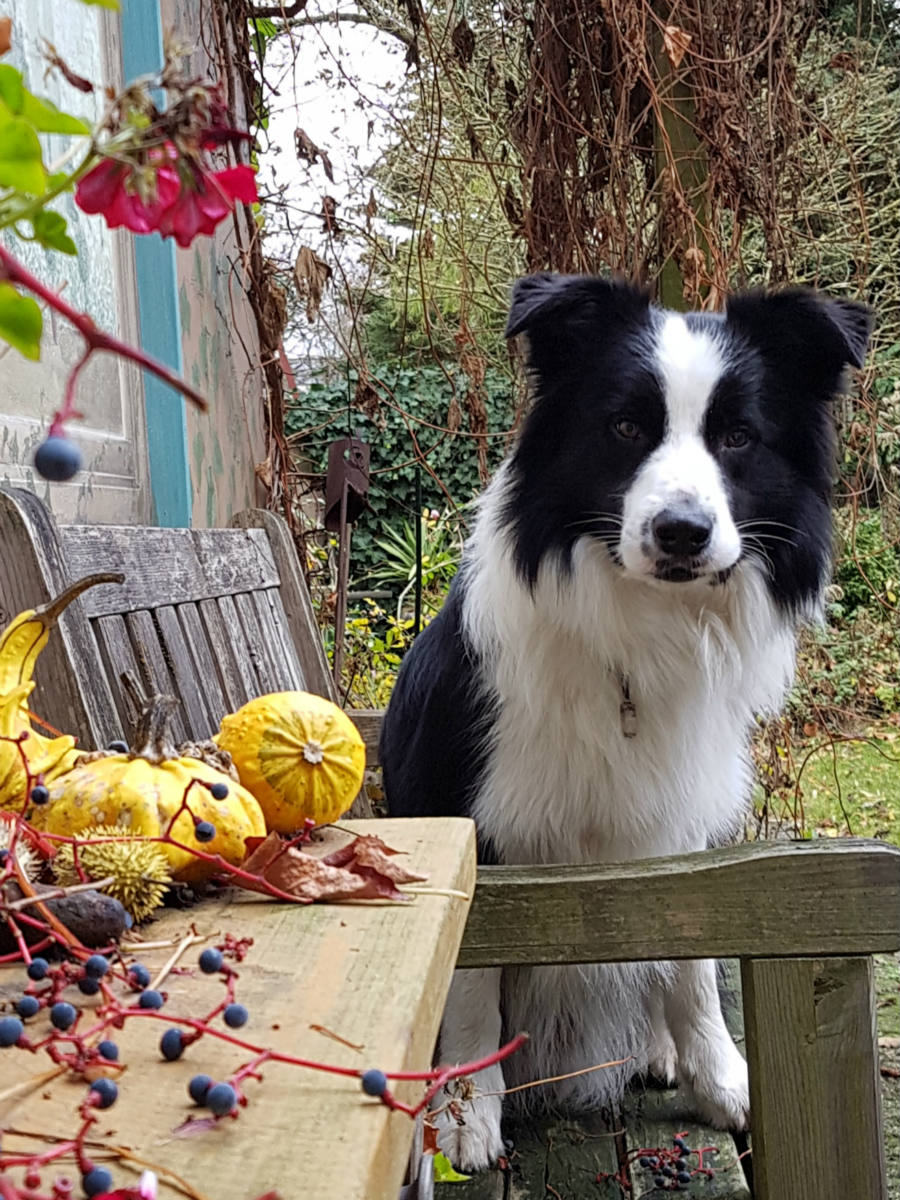 Solve Ollie ) jigsaw puzzle online with 108 pieces