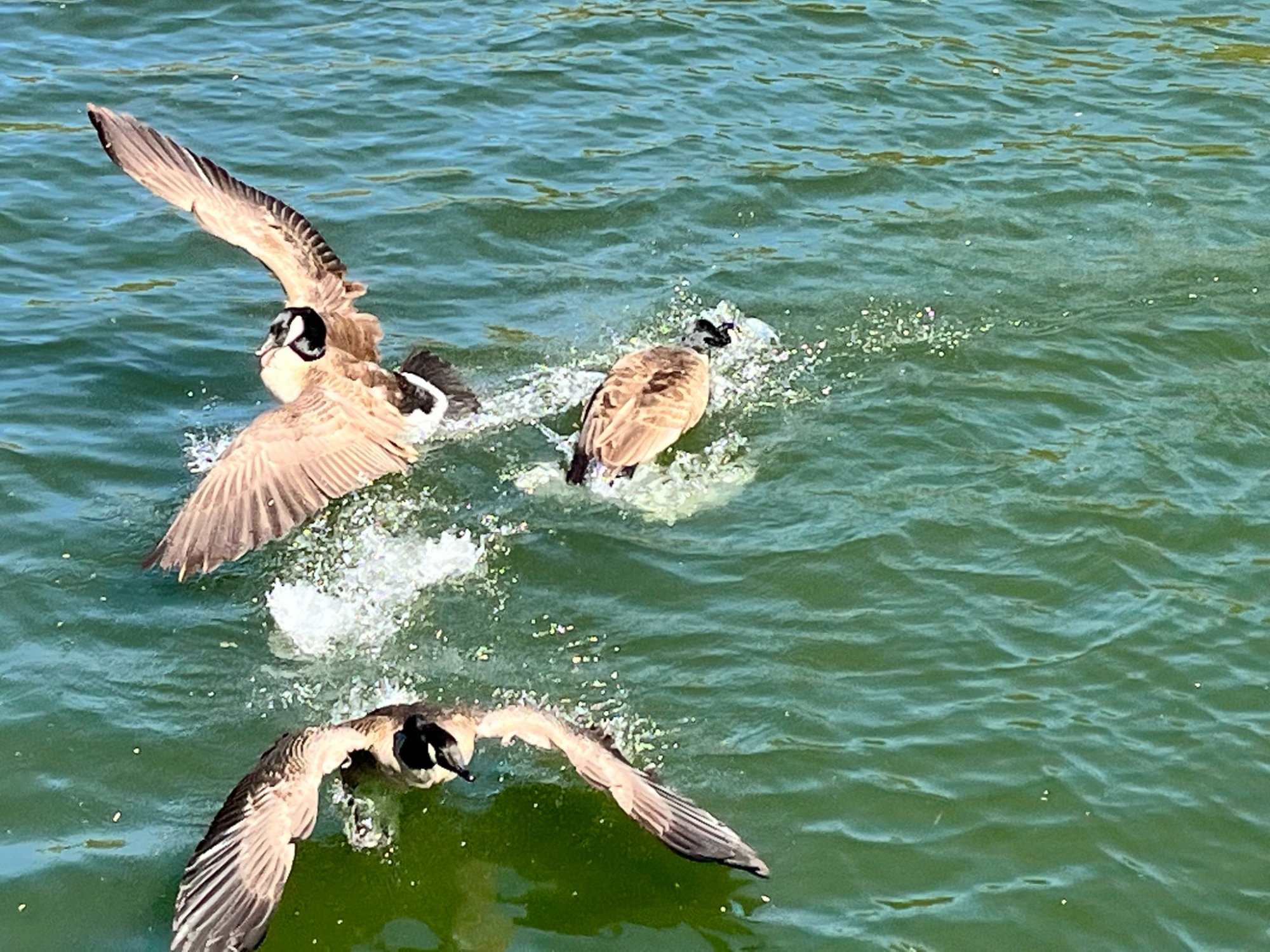 Solve Group discussion jigsaw puzzle online with 266 pieces