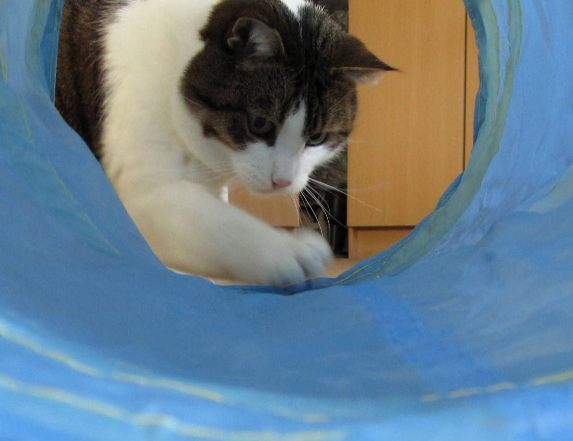 Solve Goofie the tunnel, I'll play with the attached string