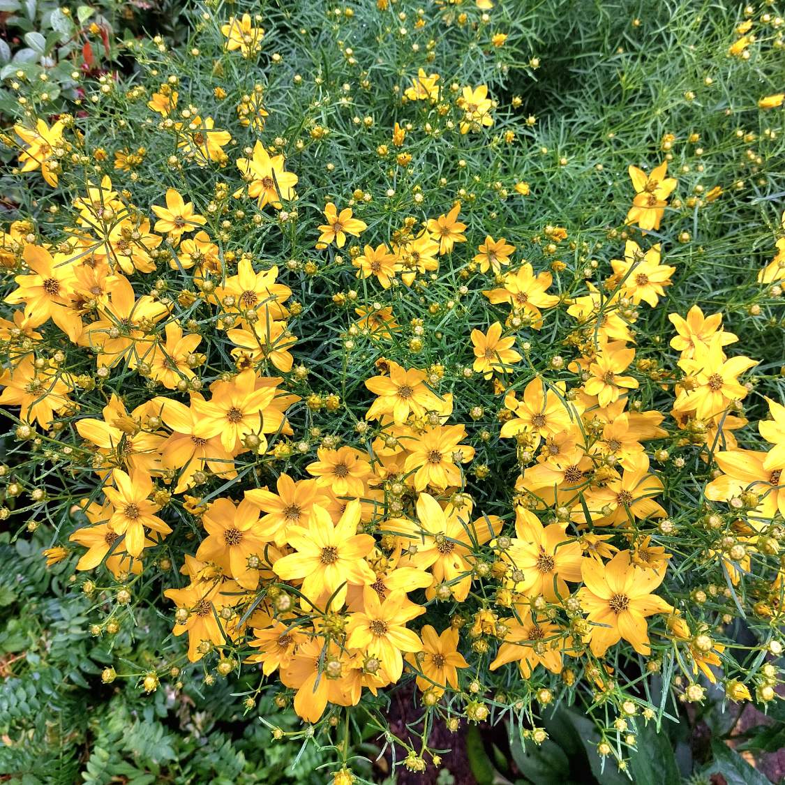 solve-20230701-kr-snoo-ko-p-eslenit-coreopsis-lut-z-plava-jigsaw