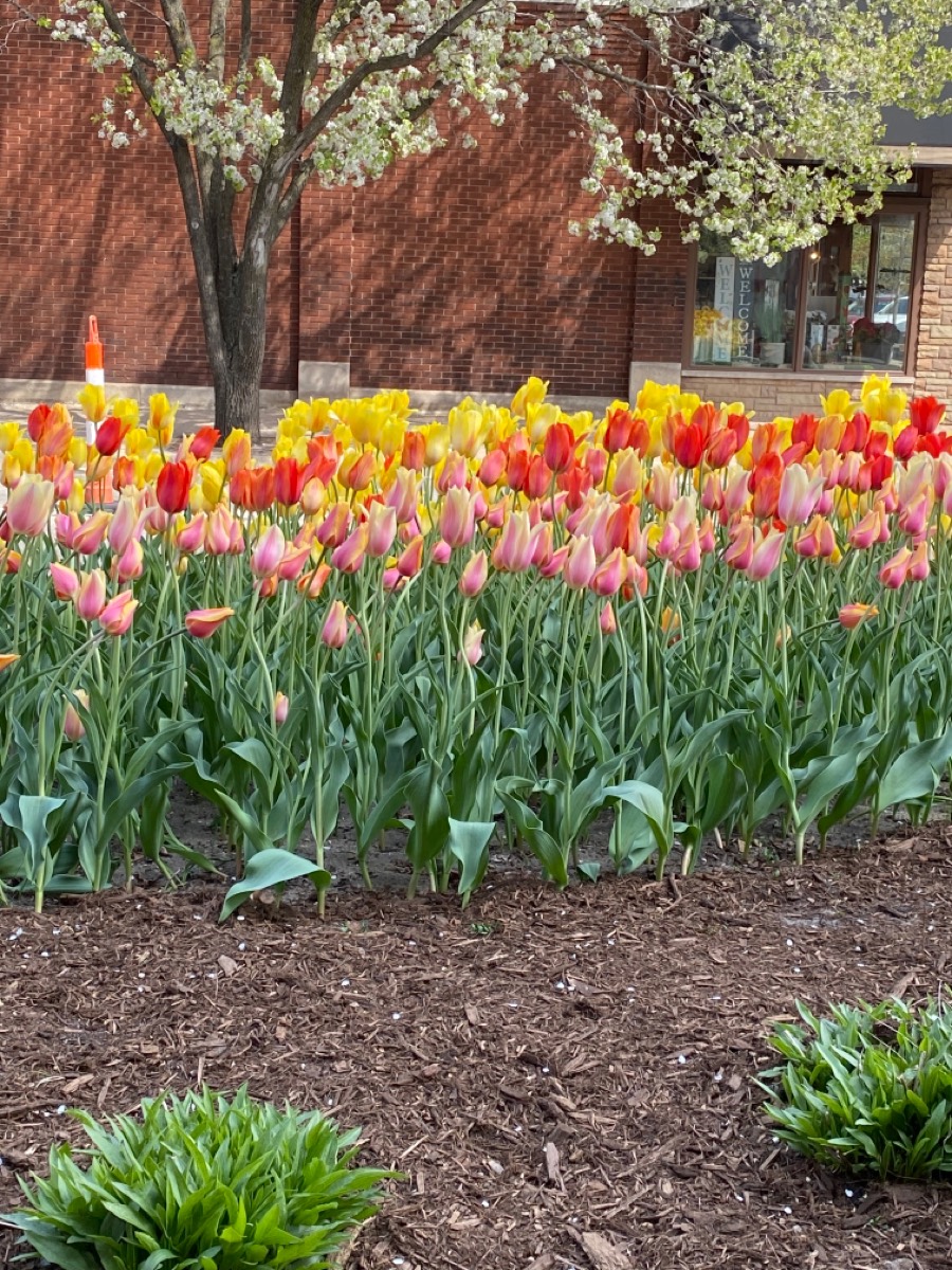Solve Holland, Mich. 2021 Tulip Festival jigsaw puzzle online with 108