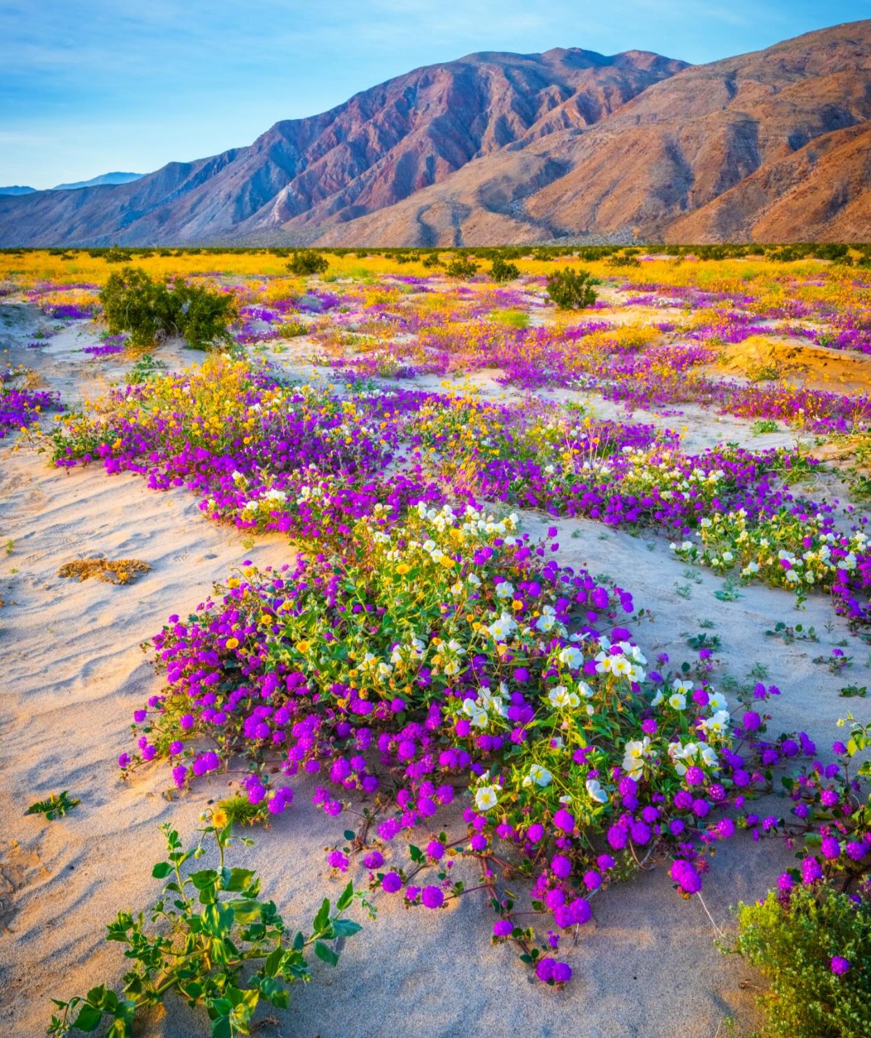 Solve blooming desert (resize 9 to 575) jigsaw puzzle online with 56 pieces