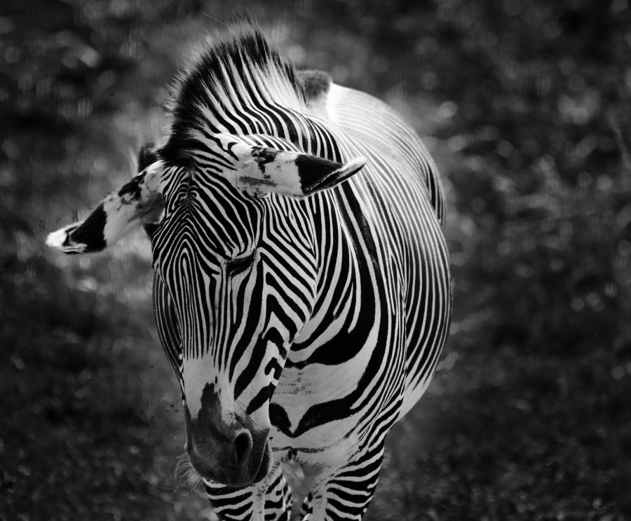 Solve Zebra jigsaw puzzle online with 80 pieces
