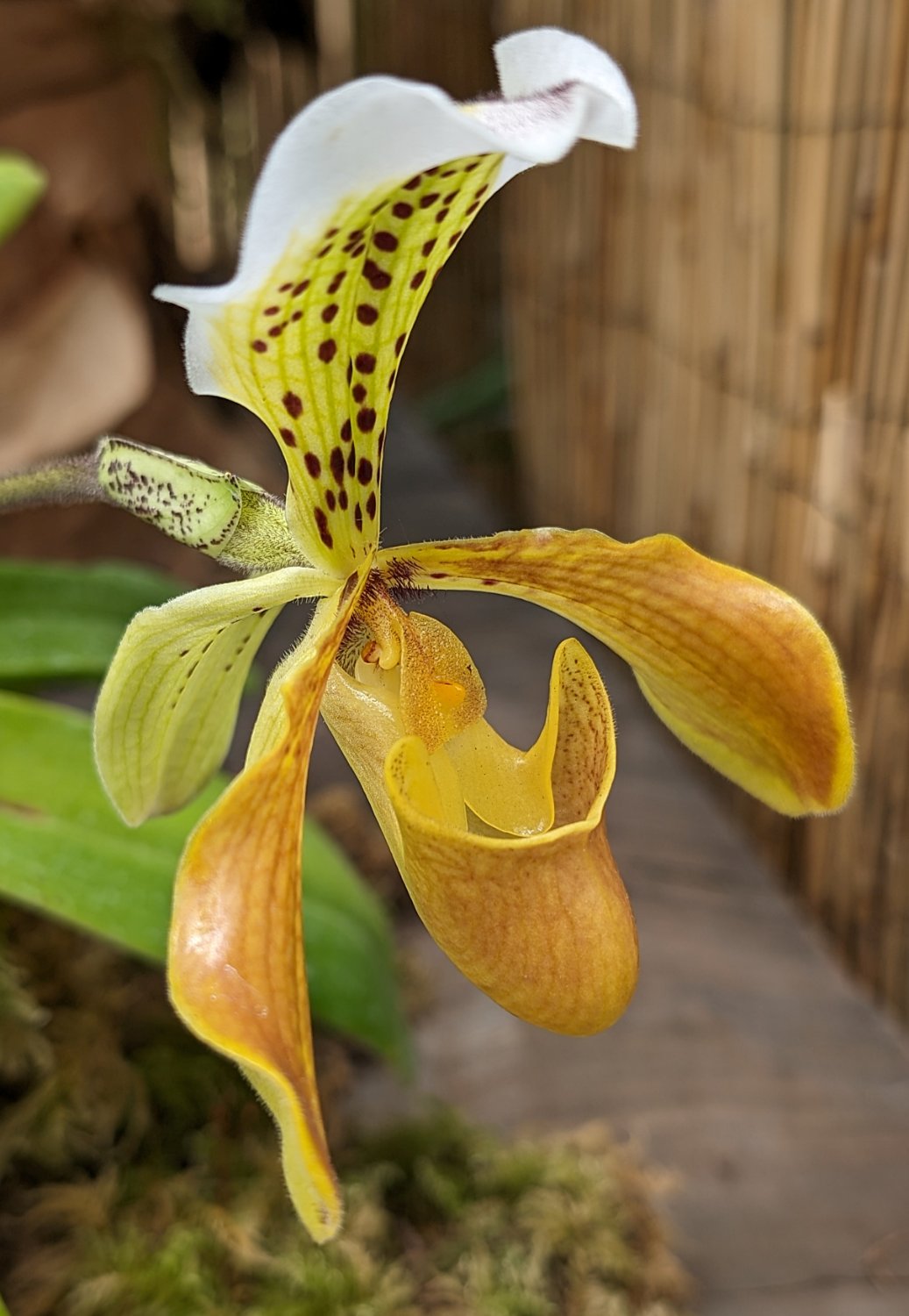 Solve San Diego Botanical Garden Orchid Show jigsaw puzzle online with
