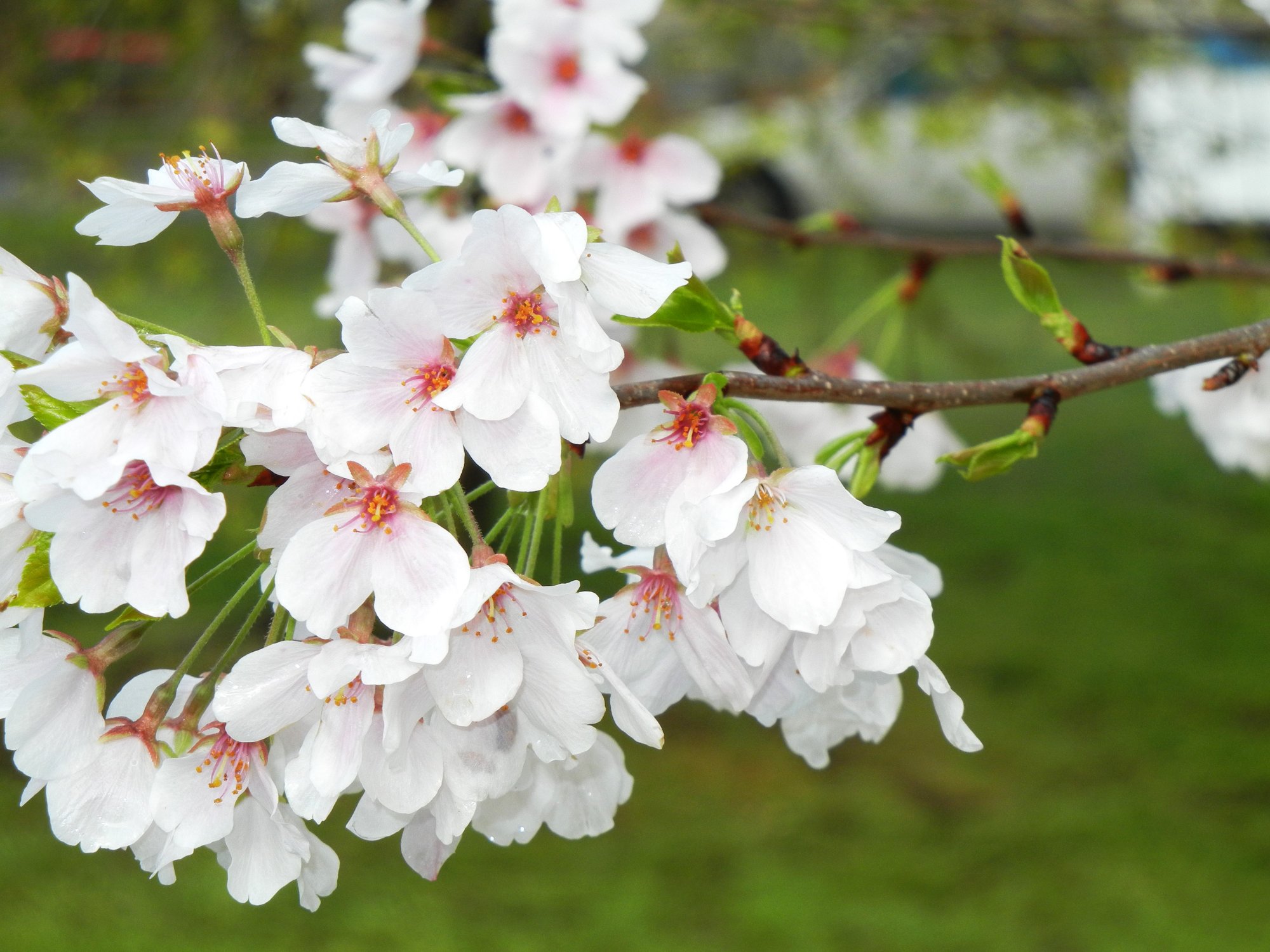 Solve Japanese Cherry Blossoms jigsaw puzzle online with 108 pieces