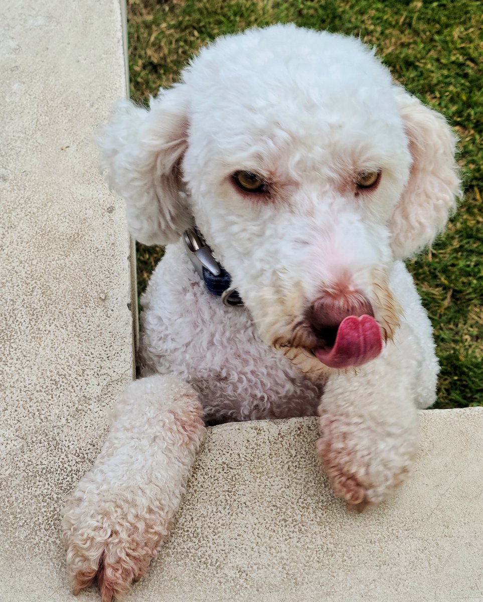 Solve Poodle Doodle Lickin' her Chops jigsaw puzzle online with 30 pieces
