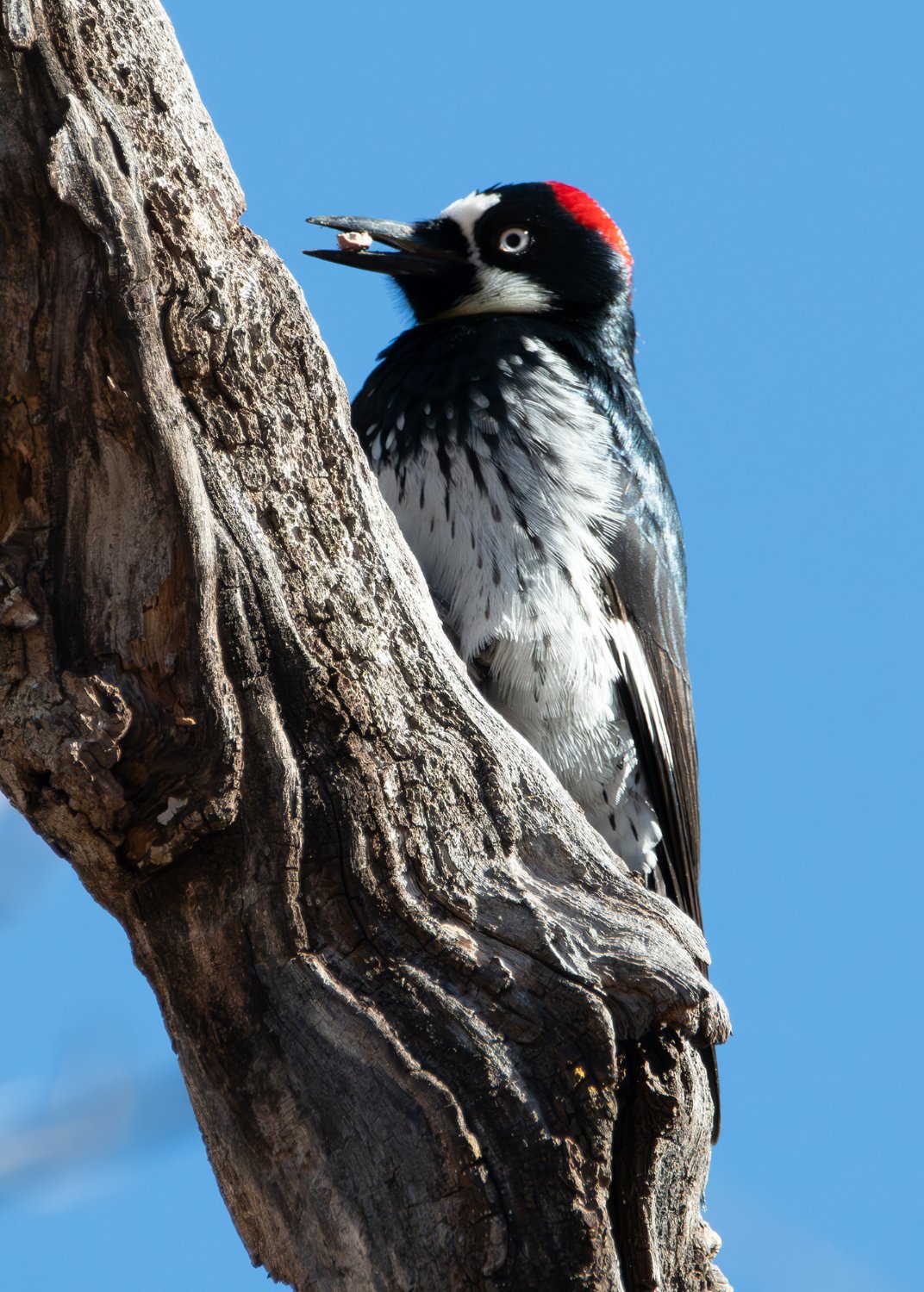 Solve Ladderback Woodpecker jigsaw puzzle online with 88 pieces