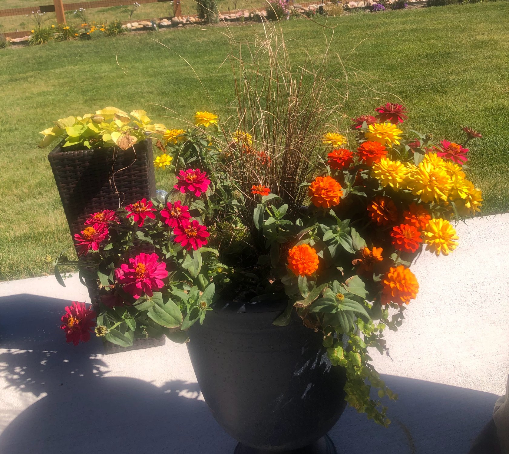 Solve POTTED ZINNIAS jigsaw puzzle online with 224 pieces