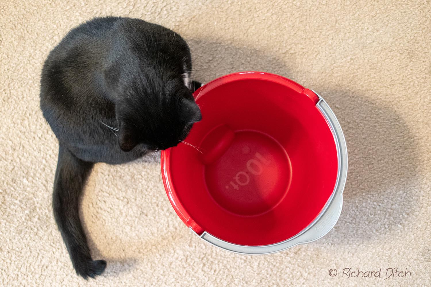 Puzzle 96 pièces Molly wonders how much kibble would fit in 10