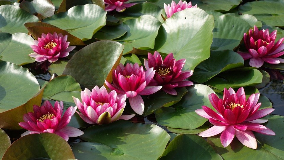 Solve Water lilies jigsaw puzzle online with 18 pieces Solve Water lilies jigsaw puzzle online with 18 pieces