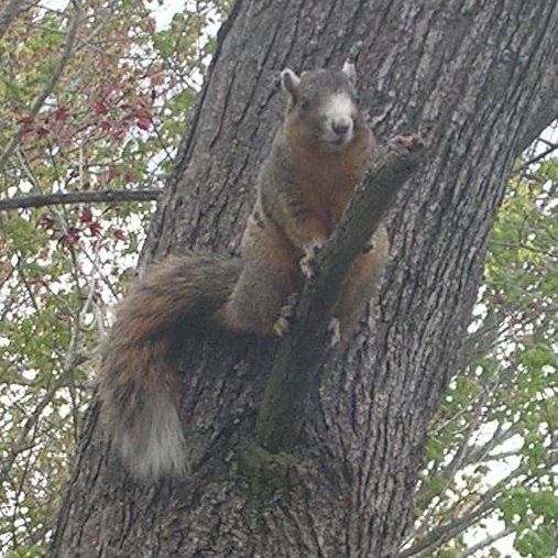 Solve Back to the bird feeder! Red Fox Squirrel, by J Brendler jigsaw puzzle online with 64 pieces