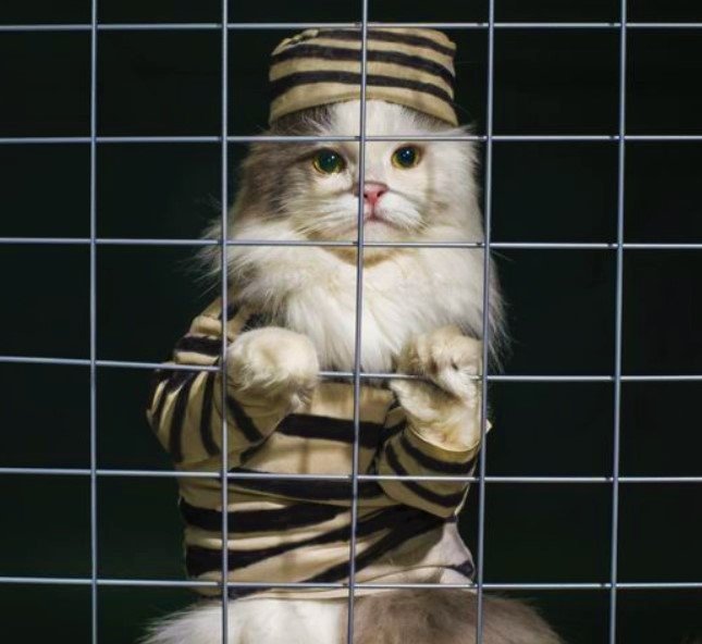 Solve Halloween Cat Prisoner Costume jigsaw puzzle online with 16 pieces