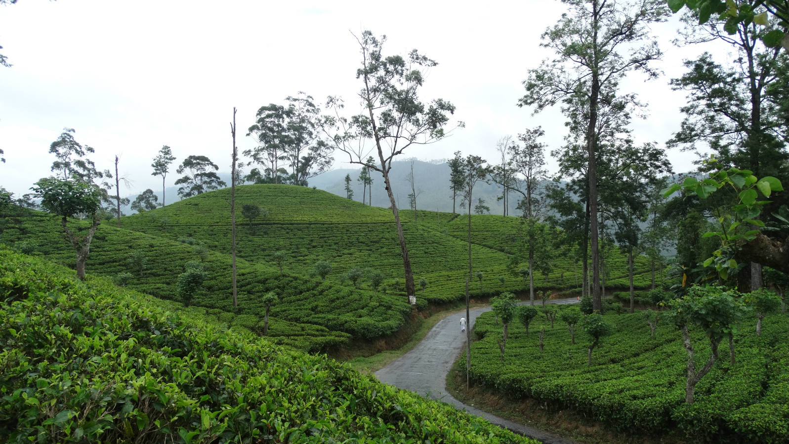 Solve sri Lanka jigsaw puzzle online with 144 pieces