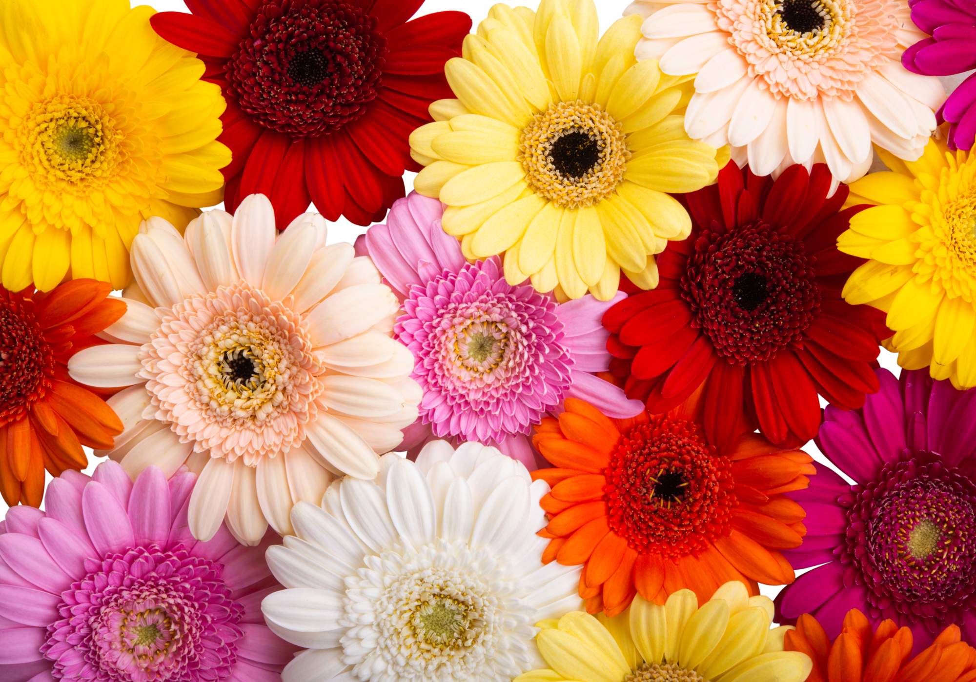 Jigsaw Puzzle Gerbera 600 pieces Jigidi