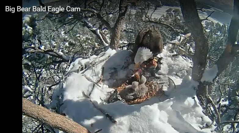 Solve Big Bear Bald Eagle Camera jigsaw puzzle online with 45 pieces