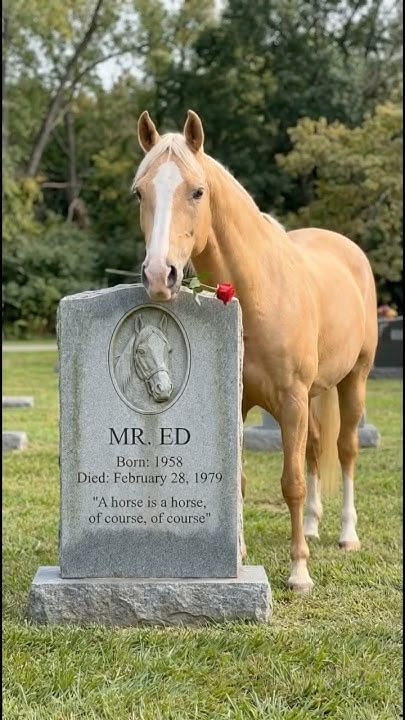 Ed Steed Puzzle Solve Mr. Ed jigsaw puzzle online with 15 pieces